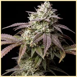 Lemon Bubble Feminized Seeds featured image