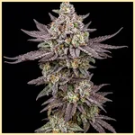 Lemon Cherry Gelato Feminized Seeds featured image