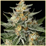 Lemon Haze Autoflower Seeds additional image 1