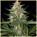 Lemon Haze Autoflower Seeds featured image