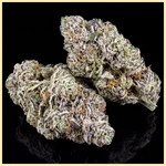 Lemon Pie Autoflower Seeds additional image 2