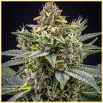 Lemon Pie Autoflower Seeds additional image 1