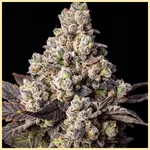 Limoncello Diesel Feminized Seeds additional image 1