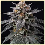 London Pound Cake Feminized Seeds featured image