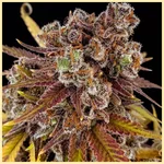 Chemical Mix Pack Weed Seeds additional image 2