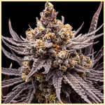 Mac 1 Feminized Seeds featured image