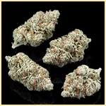 Magnum Autoflower Seeds additional image 2