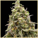 Magnum Autoflower Seeds additional image 1
