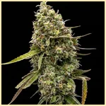 Magnum Autoflower Seeds featured image