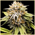 Fruity Mix Pack Weed Seeds additional image 2