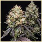 USA Mix Pack Weed Seeds additional image 2