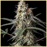 Milky Way Feminized Seeds featured image