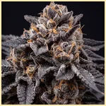 Mimosa Autoflower Seeds additional image 1