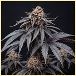 Mimosa Autoflower Seeds featured image