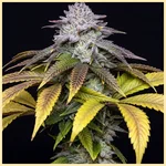 Mimosa Feminized Seeds featured image