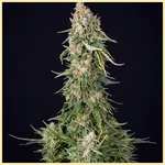 Heavy Hitters Mix Pack Weed Seeds additional image 1