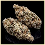 Moby Dick Feminized Seeds additional image 2