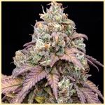 Moby Dick Feminized Seeds additional image 1
