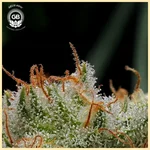 Mystery Haze Feminized Seeds additional image 2