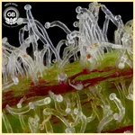 Mystery Haze Feminized Seeds additional image 3
