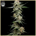 Mystery Haze Feminized Seeds featured image