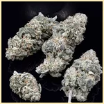 Northern Lights #10 x Amnesia Haze Feminized Seeds additional image 2