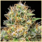Northern Lights #10 x Amnesia Haze Feminized Seeds additional image 1