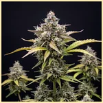 Autoflower Mix Pack Weed Seeds additional image 3