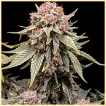 NYC Diesel Feminized Seeds featured image