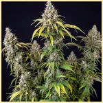 Autoflower 2.0 Mix Pack Seeds additional image 3