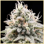 OG Kush Fast Version Feminized Seeds additional image 1