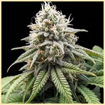 OG Kush Fast Version Feminized Seeds featured image