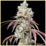 Outdoor Mix Pack Weed Seeds additional image 1