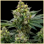 Juice Mix Pack Weed Seeds additional image 1