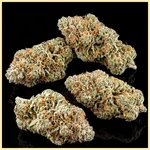 Orange x Skunk Feminized Seeds additional image 2