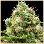 Orange x Skunk Feminized Seeds additional image 1
