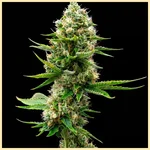 Orange x Skunk Feminized Seeds featured image