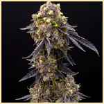 Oreoz Cake Feminized Seeds featured image