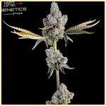 Fighter Mix Pack Weed Seeds additional image 1