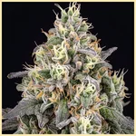 Pancakes Feminized Seeds additional image 1