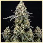 Pancakes Feminized Seeds featured image