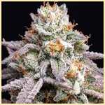 Peach Creshendo Feminized Seeds additional image 1