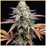 Peach Creshendo Feminized Seeds featured image