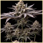 Peanut Butter Breath Autoflower Seeds featured image