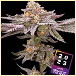 Permanent Marker Feminized Seeds featured image
