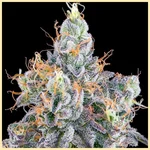 Permanent Melonz Feminized Seeds additional image 2