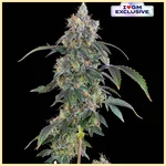 Permanent Melonz Feminized Seeds featured image