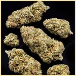 Pine Autoflower Seeds additional image 2
