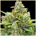 Pine Autoflower Seeds additional image 1