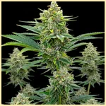 Pine Autoflower Seeds featured image